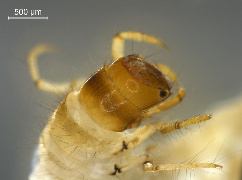 Notidobia ciliaris